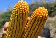 镜泊湖绿单15玉米栽培技术要点，选择中等以上肥力地块