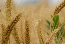 春小麦和冬小麦分界线，主要分布在华北和南方