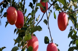 苹果树落果的原因，可进行疏花疏果、树下追肥等
