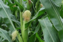 大泽806玉米栽培技术要点，4月下旬至5月上旬播种