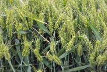 创星麦102小麦栽培技术要点，适宜播种期10月上中旬