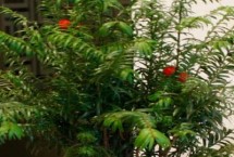 红豆杉公母怎么分，是第四纪冰川时期孑遗植物