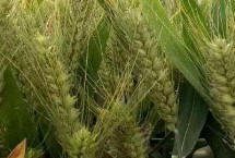 宁麦29小麦栽培技术要点，抽穗扬花期防治赤霉病和白粉病