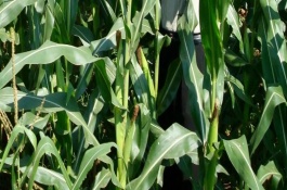联达588玉米栽培技术要点，中抗灰斑病