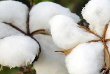 石选132棉花栽培技术要点，注意棉花全生育期长势较强