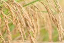 海文483S水稻品种基本信息，7月18日播种