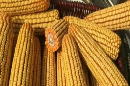 维糯6号玉米栽培技术要点，中抗纹枯病