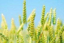 安科1801小麦栽培技术要点，适宜播种期10月上中旬