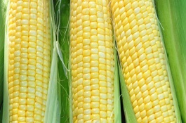 龙单262玉米栽培技术要点，种植密度不宜过大