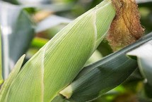 奔诚11玉米栽培技术要点，适宜中等以上肥力种植