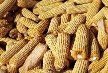 JK228玉米栽培技术要点，中抗茎腐病