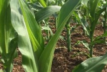 秋丰24玉米栽培技术要点，密度4500株/亩左右