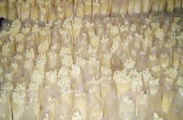 金针菇大棚一年出菇几次，菌袋适合放置在20-25℃培育室内