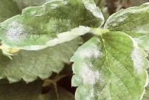 草莓白粉病如何预防，发病后可喷施醚菌酯等药剂