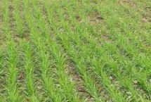 冬小麦的追肥时间，避免这4个误区