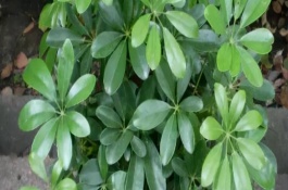 七叶莲需要土养还是水养，需及时见光和增加水分等