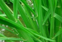 香两优6218水稻栽培技术要点，播种前宜用咪鲜胺浸种