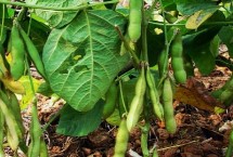 吉育112大豆栽培技术要点，注意防治大豆蚜虫