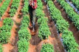 花生的追肥要点，初花期可追施硫酸钙等肥料