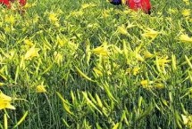 黄花菜收获后怎么管理，可采用宽窄行的种植方式
