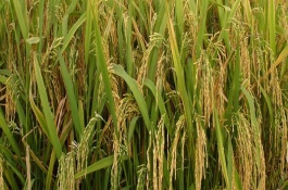 友香糯806水稻栽培技术要点，每亩有效穗数15.5万