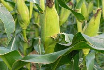 云合9号玉米栽培技术要点，每亩用15公斤尿素