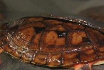 <h2>三，金钱龟冬天吃什么，幼龟和成年龟有区别