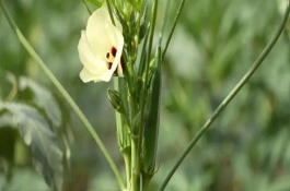 黄秋葵从何地引进，二者没有区别