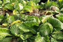 大白菜秋季如何管理，不同病害的防治方法不同