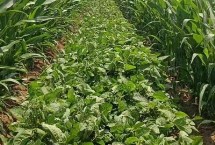 闽甜488玉米栽培技术要点，注意防治玉米螟等病虫害