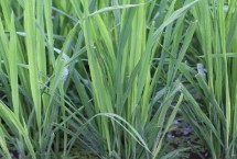 泰优1002水稻栽培技术要点，秧田加强加强稻飞虱的防治