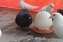 养鸽必需设备，需要巢盆、食槽、饮水器等设备