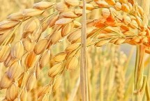 金竹丝苗水稻栽培技术要点，中籼常规水稻品种