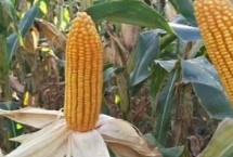 苏科糯1705玉米栽培技术要点，合理安排播期