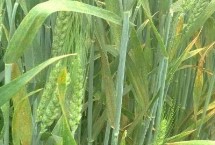 华麦8号小麦栽培技术要点，应适当增加播种量