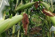 金镶玉玉米栽培技术要点，注意防旱排涝和病虫鼠害防治