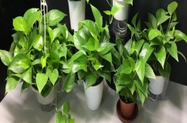 绿萝可以施复合肥吗,以氮肥、钾肥、自制肥为宜