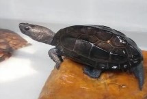 乌龟断尾怎么回事，近似刚长出来的竹笋