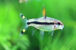 一眉道人鱼的鱼缸中需要什么，可以混养但要注意选择适宜的品种