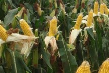 美卓999玉米栽培技术要点，适宜在肥力中上等的地块种植