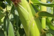 庆鸿018玉米栽培技术要点，适宜播种期6月上旬至中旬