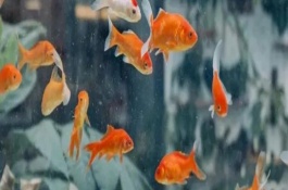 金鱼为什么会相互攻击，一般不会互相攻击
