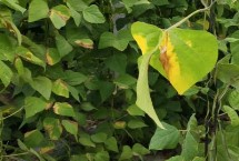 芸豆苗期怎么灌根，可能是水量过多未及时排水导致