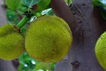 开花时间，是著名的热带水果