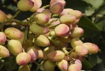 土壤，需种在通透性较好的土壤中