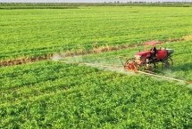 苗后除草剂，苗前和苗后除草剂的选择不同