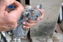 仔兔黄尿病的治疗方式，可能是患有乳腺炎或乳房被病菌污染等