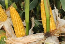 垦沃0925玉米栽培技术要点，中抗大斑病