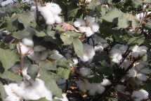 川杂棉51棉花栽培技术要点，高抗红铃虫