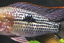 生活习性，因成年雄鱼额头突起酷似皇冠而得名